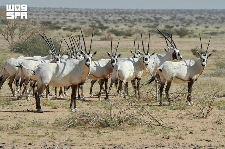 المها العربي يتحول إلى نموذج سعودي ناجح في استعادة الأنواع المهددة