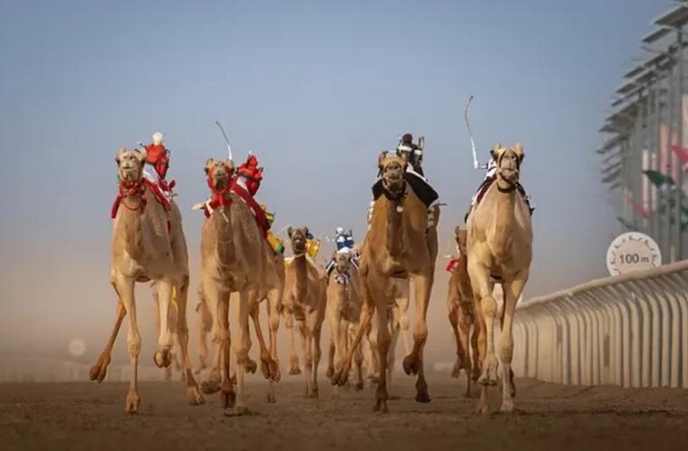 أكثر من 1600 مطية تعزز حضور إنتاج السعودية في مهرجان ولي العهد للهجن