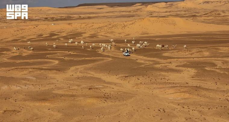 Saudi nature reserve authority calls for curbs on overgrazing to protect Saudi rangelands