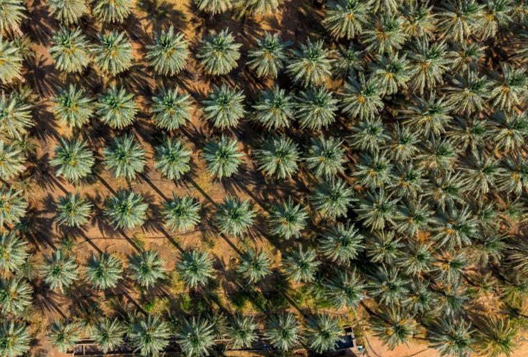 أكثر من 10 ملايين نخلة تدعم إنتاج التمور في القصيم