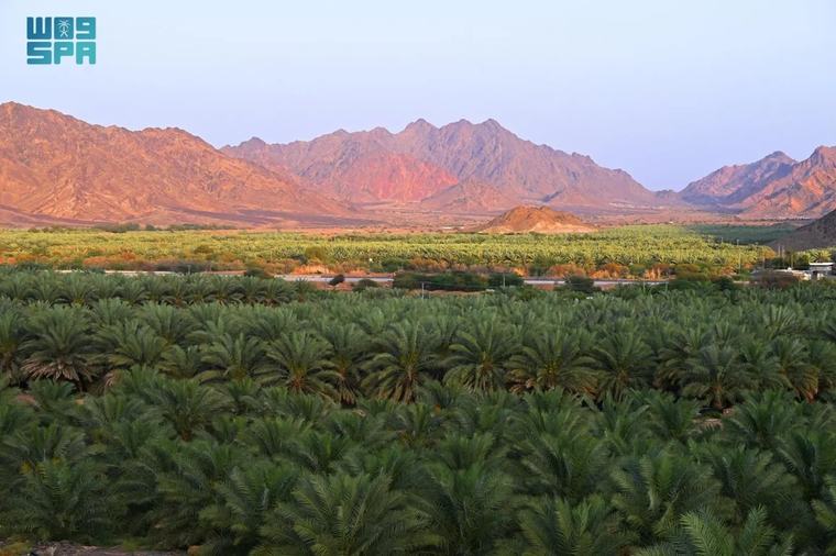 Saudi Arabia, Kuwait strengthen cooperation in combating desertification and restoring lands