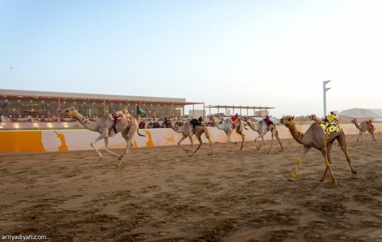 مهرجان ولي العهد.. هجن السعودية تتصدر اليوم الثاني