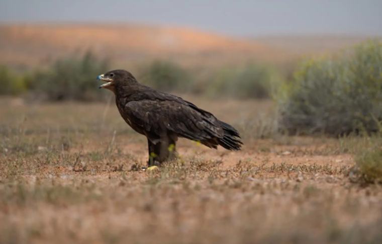 184 نوعًا من الطيور تعزز القيمة البيئية لمحمية الإمام تركي بن عبدالله الملكية