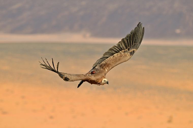 Rehabilitated Saudi vultures settle in Armenia and Iraq after epic regional journey