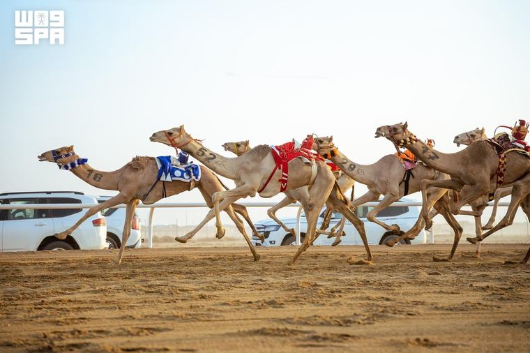 انطلاق أولى كؤوس مهرجان ولي العهد للهجن بالطائف بجوائز تتجاوز 6 ملايين ريال